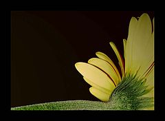 фото "..."