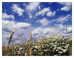 фото "June"