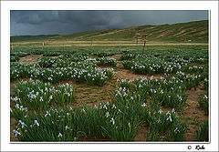 photo "wild flowers"