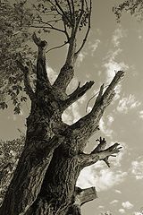 photo "In struggle for a life"