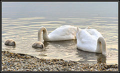 фото "family lessons"