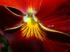 фото "Ouer Stemor"