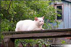 фото "Котяра-индифферент"
