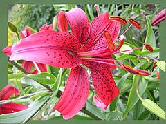 photo "orange lily"