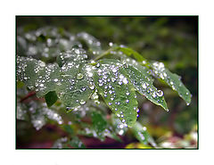 photo "Stolen Pearls"
