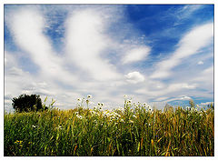 фото "Summer breath"
