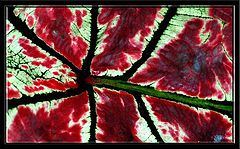 фото "Veins"