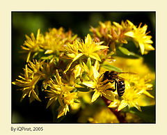 photo "Killa bee"