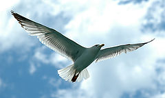 photo "Freedom"