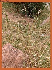 photo "Stumbling-block"
