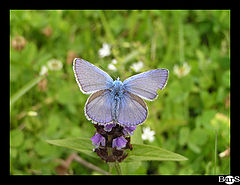 photo "Butterfly"