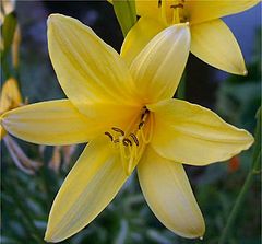 фото "Lilje"