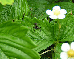 photo "Spider"
