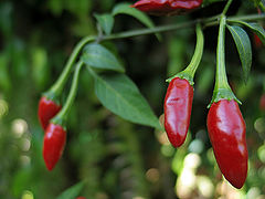photo "Chile"