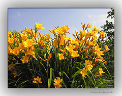 photo "Favourite flowers"