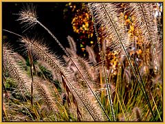 photo "Silky herbs"