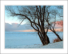 photo "Morning in blue tone"