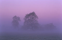 фото "Trees in the morning mist"