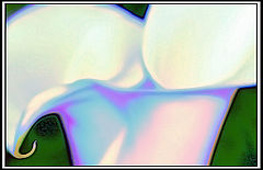 фото "Lily's Passion"