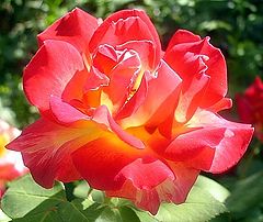 фото "In a garden in Jerusalem"