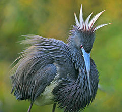 фото "tri coloured heron"