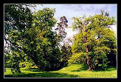 photo "Wood landscape"