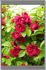 photo "Roses sectional"