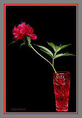 photo "Peony"