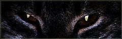 photo "predator"