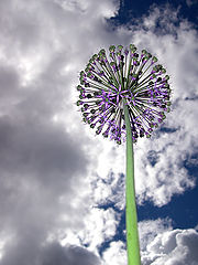 photo "higher to the skys"