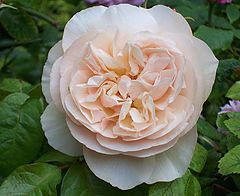 photo "Jane Austin"