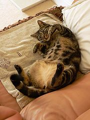фото "One of my daft cats!"