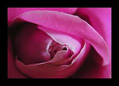 фото "rose"