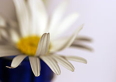 photo "kamomilla"