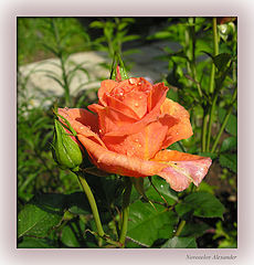 photo "Morning dew"