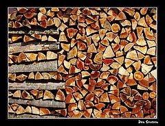 photo "... was a forest"