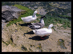 photo "Three Ducks"