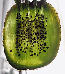 photo "Kiwi"