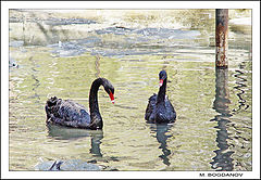 photo "The Love"