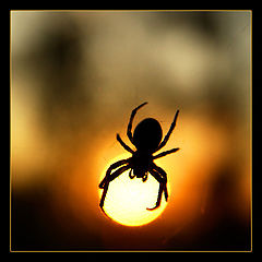 photo "The Stolen goods sun..."