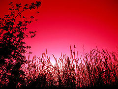 photo "***"