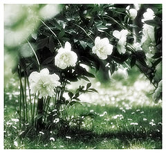 photo "June"