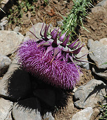 photo ""Prostrate" Flower"