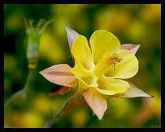 фото "**"