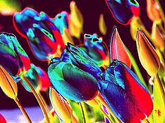 фото "Tulips in Abstract"