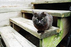 photo "Fighting cat"