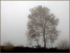 фото "Fogs and mists - 01"