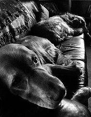 photo "couch for two couch potatoes"