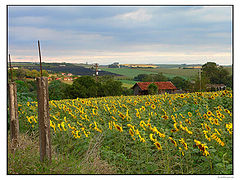 фото ""Girassol 2""
