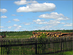 photo "Landscape I liked :)))"